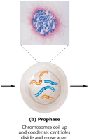 Prophase: chromosome condensation