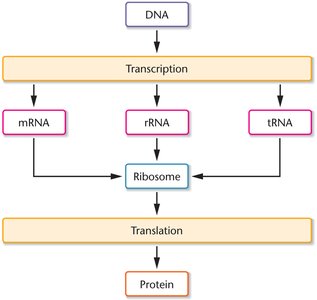 Central dogma: DNA to RNA to protein