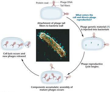 Bacteriophage T2 life cycle