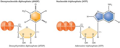Nucleoside triphosphates