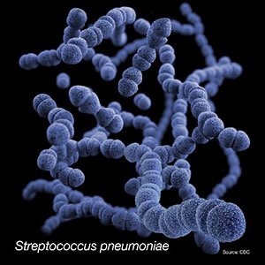Streptococcus pneumoniae colony morphology