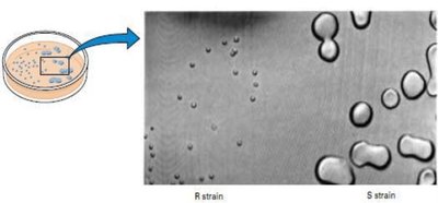R and S strain colony comparison