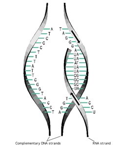 Alignment of DNA, mRNA, and polypeptide