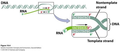 Transcription: DNA template, non-template, and mRNA