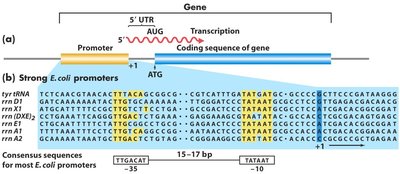 RNA polymerase binding to promoter