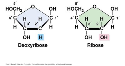 Structures of deoxyribose and ribose, the pentose sugars of DNA and RNA