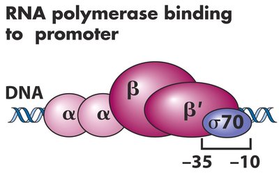 RNA polymerase holoenzyme and sigma factor
