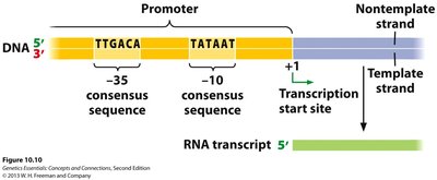 Prokaryotic promoter structure and consensus sequences