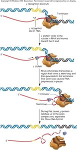 Rho-dependent termination mechanism