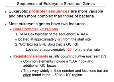 Eukaryotic promoter structure and consensus sequences