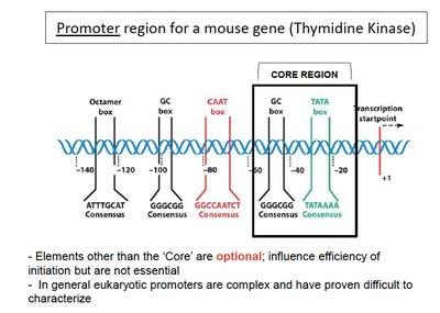 Promoter region for a mouse gene (Thymidine Kinase)