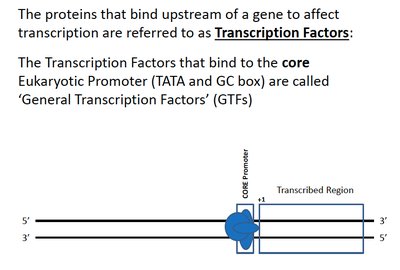 General Transcription Factors and core promoter