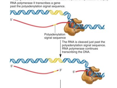 Eukaryotic transcription termination and polyadenylation