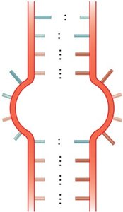 RNA bulge loop structure