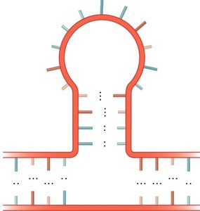 RNA stem-loop (hairpin) structure