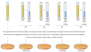 Diagram of Avery, MacLeod, and McCarty experiment