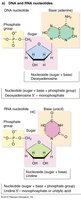 Structure of DNA and RNA nucleotides
