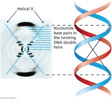 X-ray crystallography image of DNA (Photo 51)