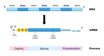 Overview of pre-mRNA processing: capping, splicing, polyadenylation