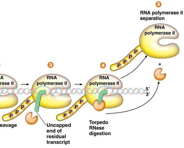 Torpedo RNase digestion and RNA Polymerase II separation