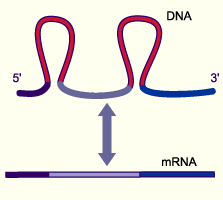 DNA loops and mRNA: evidence for introns