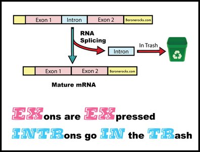 Exons are expressed, introns are removed