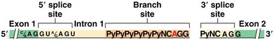 Consensus sequences at splice sites and branch point