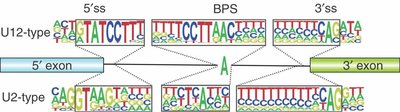 Consensus sequences for U2- and U12-type introns