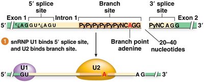 U1 and U2 snRNPs binding to splice sites