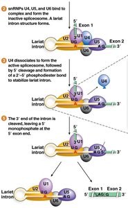 Spliceosome assembly and lariat formation