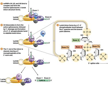 Spliceosome catalysis and exon ligation
