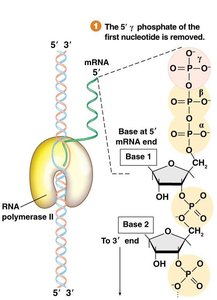 Step 1: Removal of γ-phosphate from 5' end of mRNA