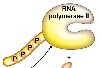 Coupling of pre-mRNA processing steps on CTD of RNA Pol II