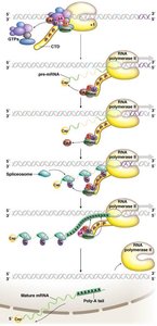 Sequential recruitment of processing factors during transcription