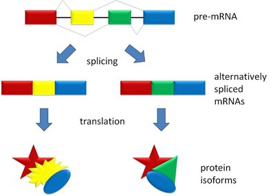 Alternative splicing produces different mRNAs and proteins