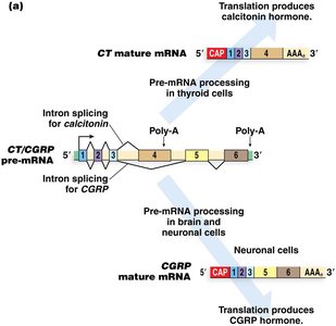 Tissue-specific processing of CT/CGRP pre-mRNA
