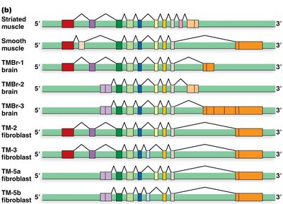 Tissue-specific alternative splicing patterns of tropomyosin