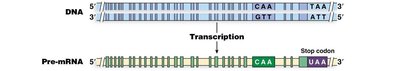 RNA editing of apolipoprotein B mRNA