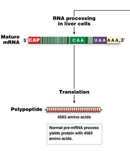 DNA to pre-mRNA to mature mRNA in liver