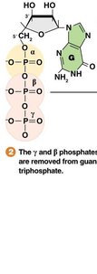 Step 2: Removal of γ and β phosphates from GTP