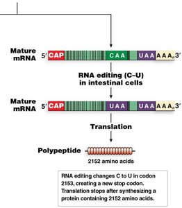 RNA editing in intestine creates a shorter protein