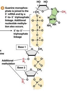 Step 3: Addition of guanine monophosphate and methylation