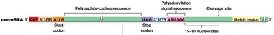 Polyadenylation signal and cleavage site on pre-mRNA