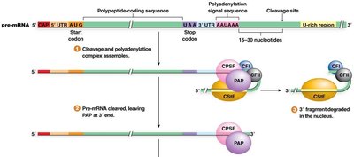 Assembly of polyadenylation complex and cleavage