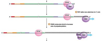 Addition of adenines and binding of PABP
