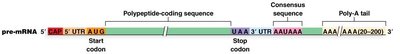 Consensus sequence and poly(A) tail on pre-mRNA