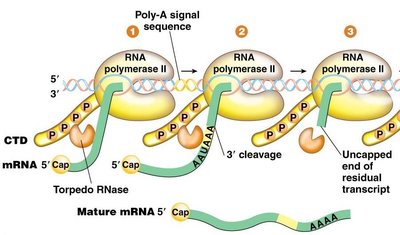 Torpedo model: Poly-A signal, cleavage, and RNase action