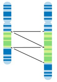 Large duplication in chromosome 17