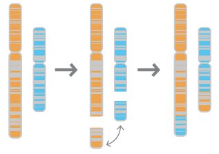 Reciprocal translocation