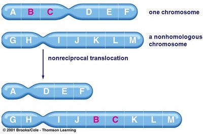 Non-reciprocal translocation